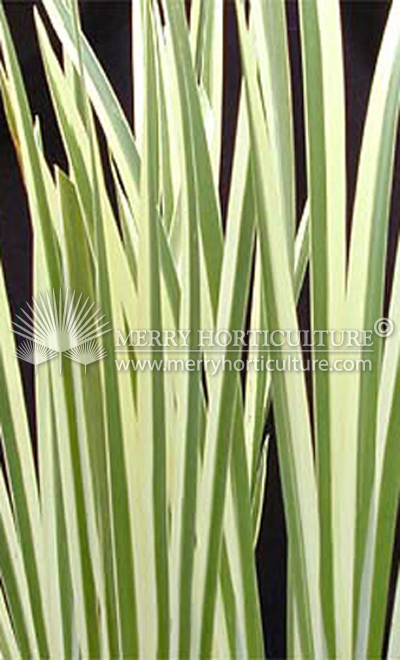 Acorus calamus variegated